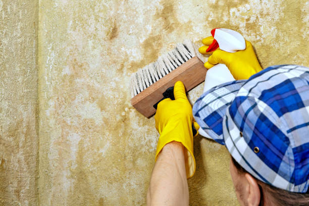 Buttonwillow, CA Mold Removal Company